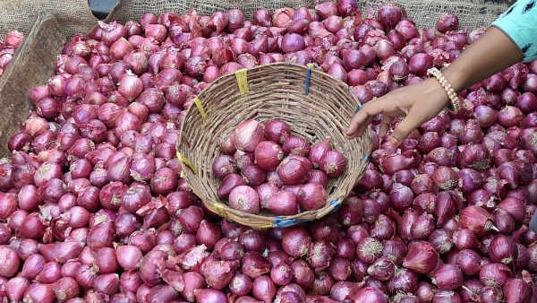 Raichur Farmers Getting Ready For Growing Onion Crop