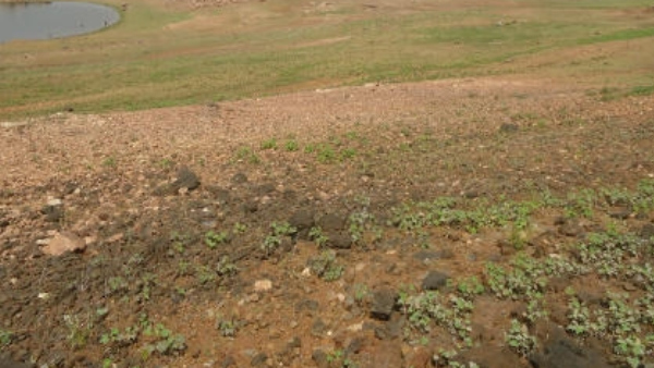 Tungabhadra River completely dried, Sri Guru Raghavendra Swamy Mutt Devotees are worried 
