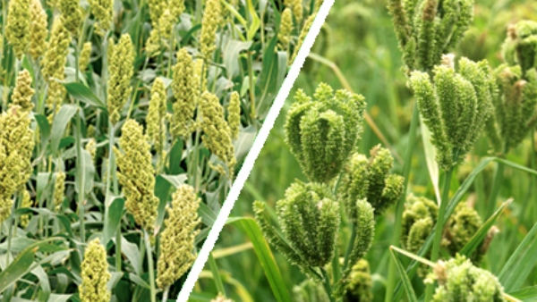agriculture-department-tips-for-farmers