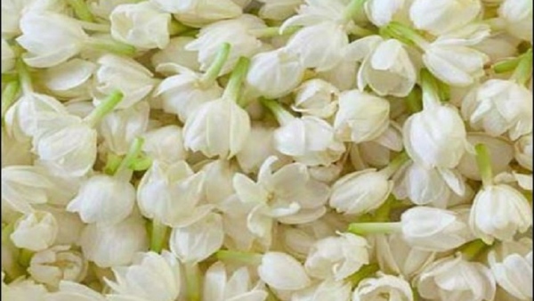 save-mysore-jasmine-banana-betel-leaves