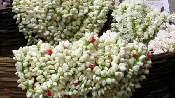 shankarapura-jasmine