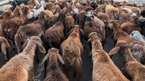 Fodder shortage in Raichur district, Sheep farmers worried Fodder shortage in Raichur district, Sheep farmers worried