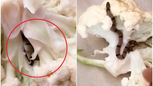 Snake in Cauliflower: Be careful while buying vegetables - Video goes viral