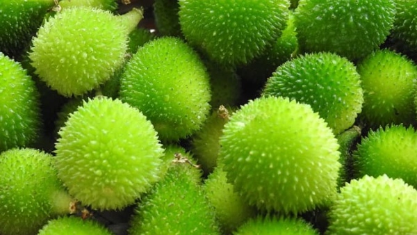 spine-gourd-kantola-health-benefits