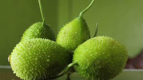 spine-gourd-kantola-health-benefits