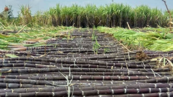 Central Set To Ban Sugar Exports From October Amid Rising Inflation, Says Close Source