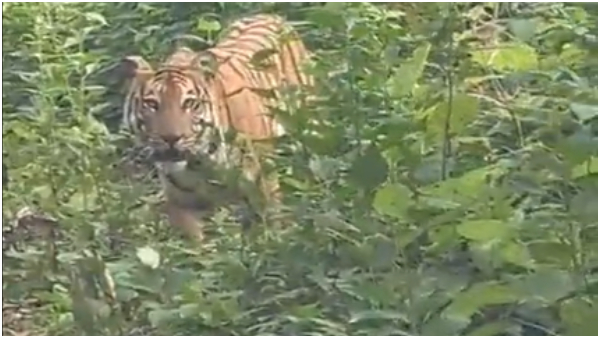 Uttar Kannada: Adult Tiger Spotted on Kaiga-Yellapur Road Uttar Kannada: Adult Tiger Spotted on Kaiga-Yellapur Road