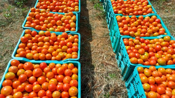 Tomato Prices Decline After Hitting All-Time High