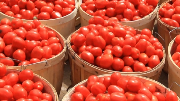Tomato 14 kg box price once again crossed 1000 rupees mark 