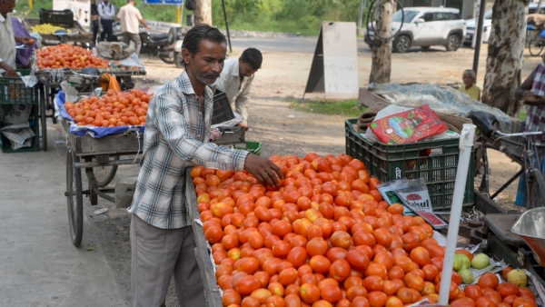 Abundant Supply Boosts Karnatakas Tomato Market, Prices Plummet to Rs 20 per kg