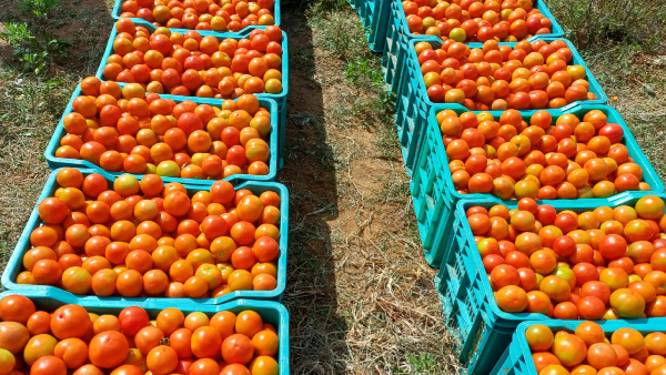Brothers who earning 40 lakhs income in tomato crop at Lakshmipura village of Chamarajangar district, Brothers who earning 40 lakhs income in tomato crop at Lakshmipura village of Chamarajangar district,