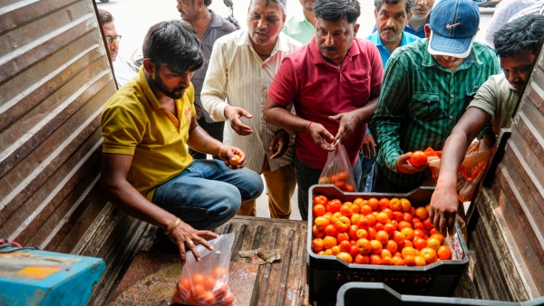 tomato-price-decreasing