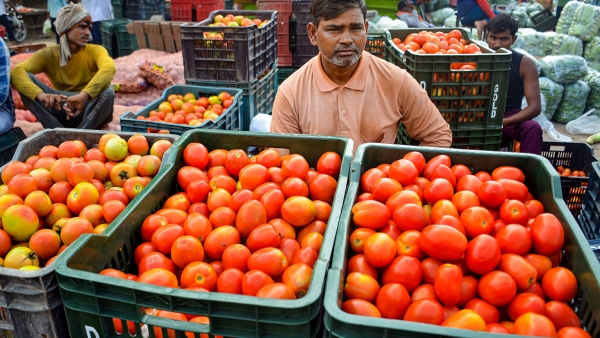 tomato-prices-in-could-surge