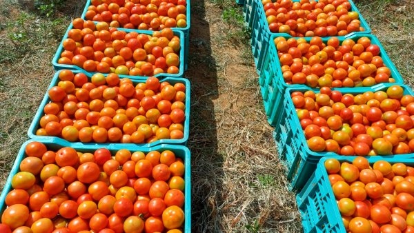 Tomato Price decreasing suddenly in Kolar APMC 