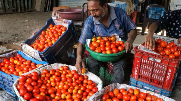 Tomato price getting low day by day in Karnataka 