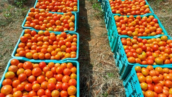 Tomato import to India started from Nepal