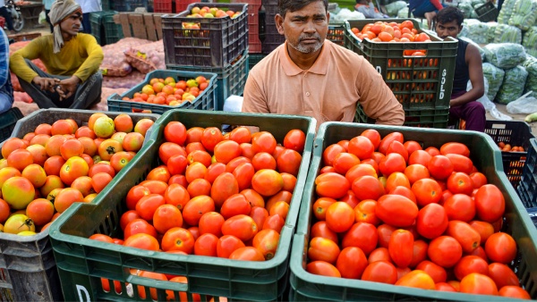 Tomato rate may decrease more in upcoming days 