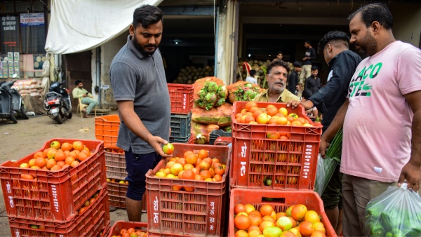 Tomato rate may decrease more in upcoming days 