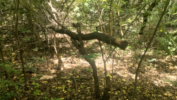 tree-theft-in-bengaluru-university-campus