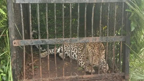 ttd-bans-fruit-and-vegetable-sales