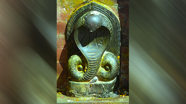 vastu-tips-placement-of-a-artificial-snake