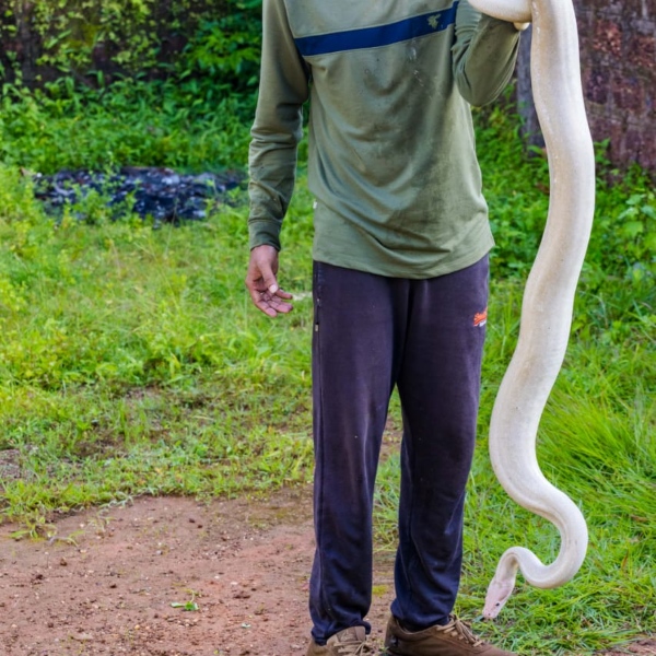 white-python-spotted-in-uttara-kannada