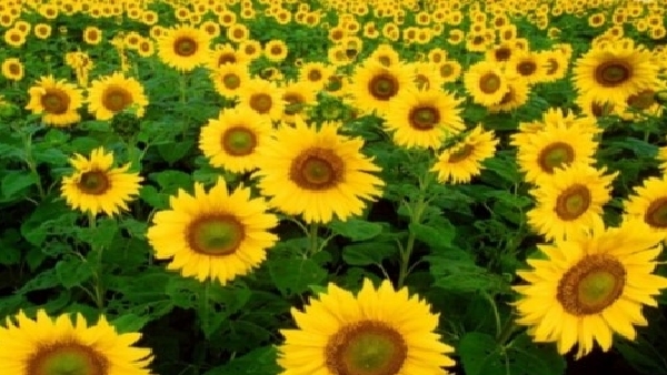 Gundlupete taluk Farmers demand to government for open sunflower buying center