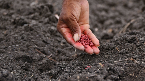 Monsoon Rain Fails Agriculture Department Tips For Crop Management