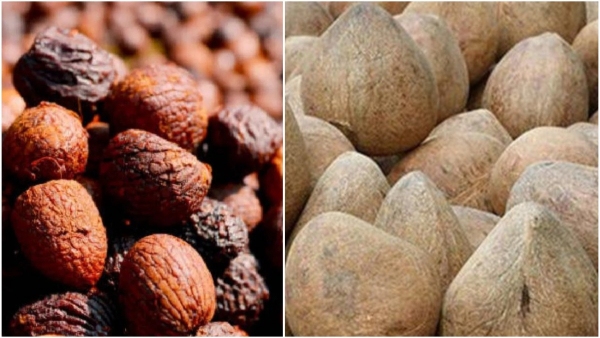  Arecanut and Copra Price: Slight Decline in Arecanut Prices, Copra Price Details 
