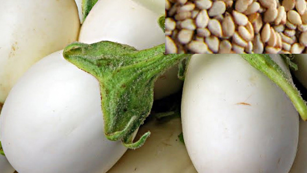 Here is the recipe for making sesame mixed aubergine
