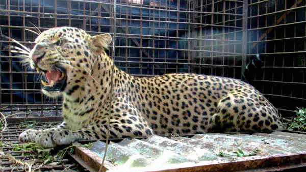 bannerghatta-leopard-cub-deaths-raise