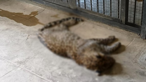 7 Leopard And 13 Deer Died In Bannerghatta Biological Park
