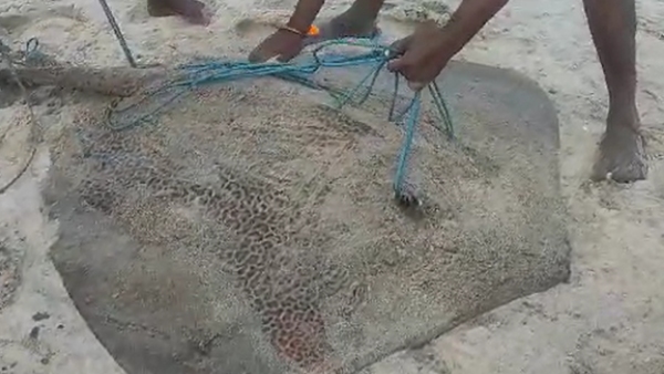 big-size-fish-found-in-mangaluru