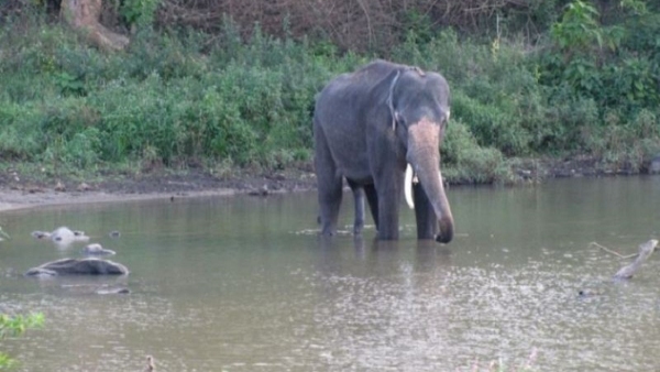 Less Rainfall In Karnataka: Drought Effect On Bandipur