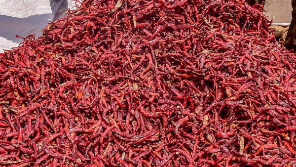 Wilt Disease For Chilli Crop Tips For Farmers