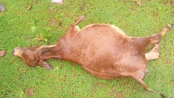 Case Filed Against Man For Shooting Cows Case Filed Against Man For Shooting Cows