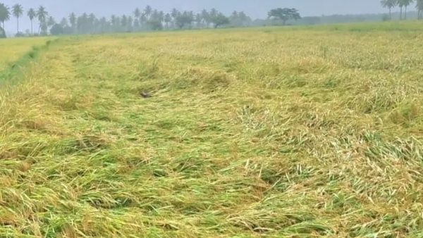 Crop Insurance Around 8 Crore Released For Kalaburagi 