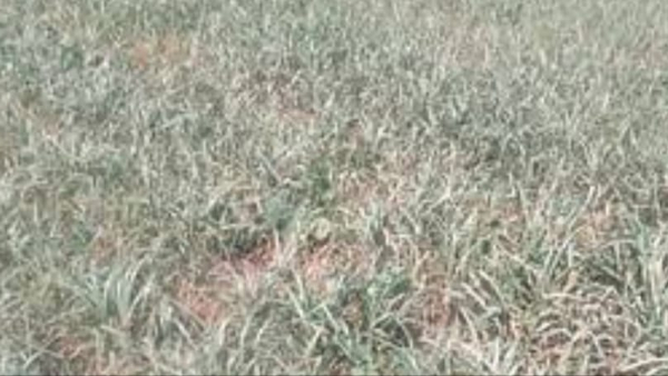 crop-destroying-in-gadag