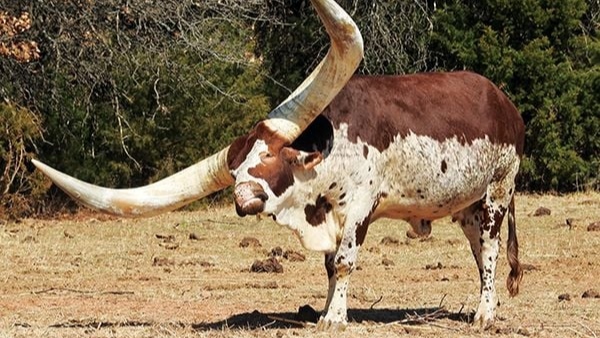 drove-a-car-with-a-giant-horned-bull