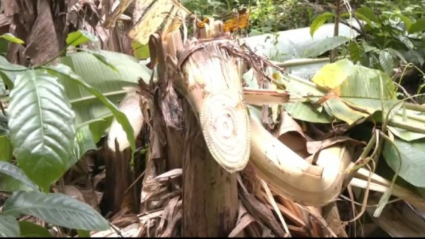 farmers-banana-plantation-destroyed