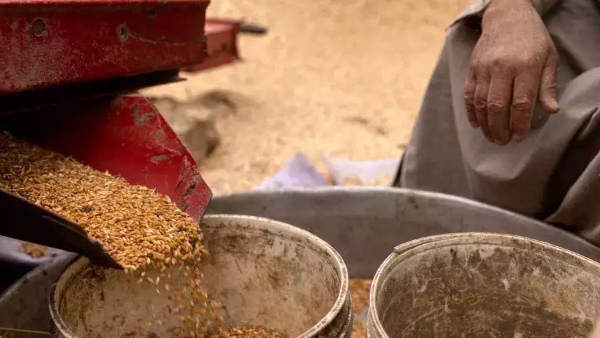 Wheat-Fertilizers Agreement: India-Egypt Moves to Food Security