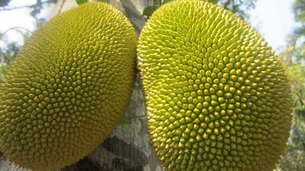 ganesh chaturthi 2023 lord ganesha favourite fruits in kannada