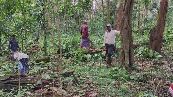 Kalasa Forest Officers Destroyed Coffee Plantation