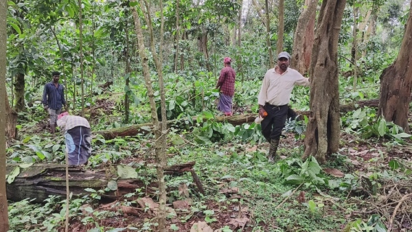 Kalasa Forest Officers Destroyed Coffee Plantation
