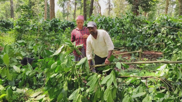 Kalasa Forest Officers Destroyed Coffee Plantation