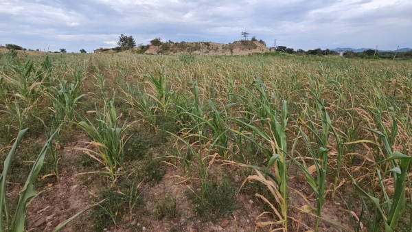 Drought Situation Wake Up Siddaramaiah Tweets BJP 