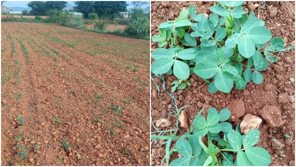 Karnatakas Agricultural Sector Hit Hard by Deficient Rainfall, Sowing Area Shrinks Significantly 