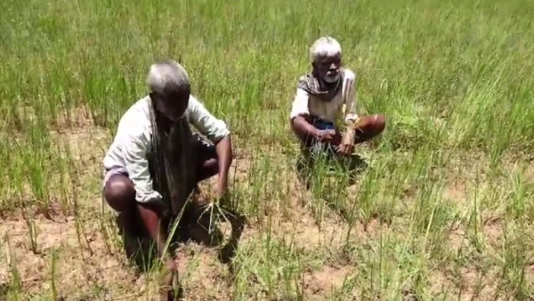 Shortage of Rain: 70 percent rain shortage in Uttara Kannada district