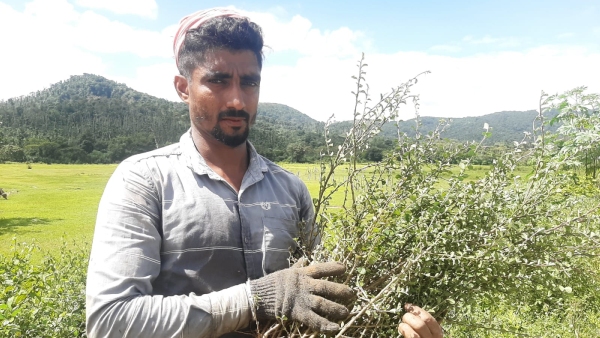 malnads-chickpea-medicinal-plant