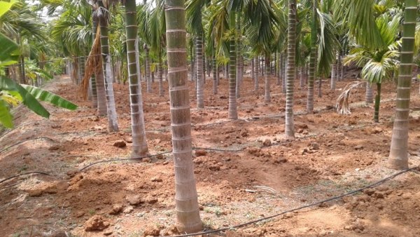 Water level down in KRS Dam: Mandya district Farmers are worried